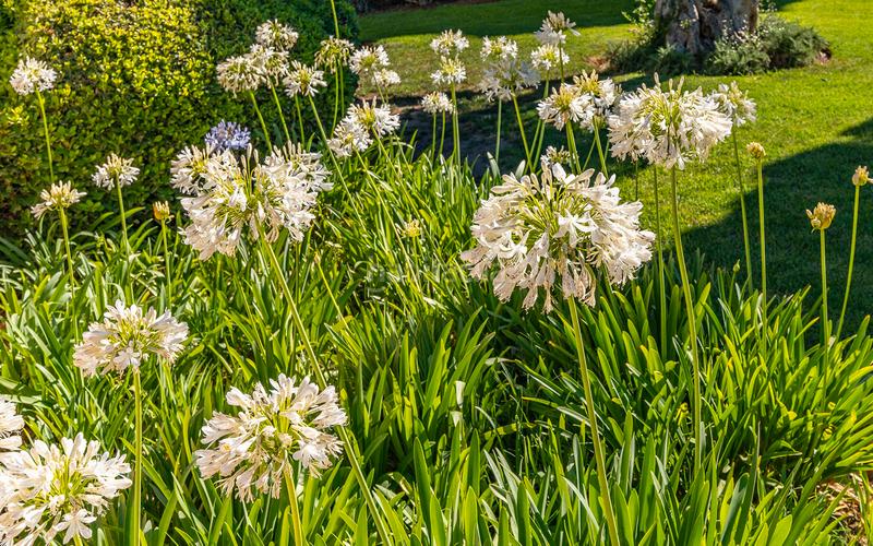 Foto 0963d866-f45e-4ef1-93bb-b6e0f81b3261. Appartement mit pool in Santa Ponça Calvià