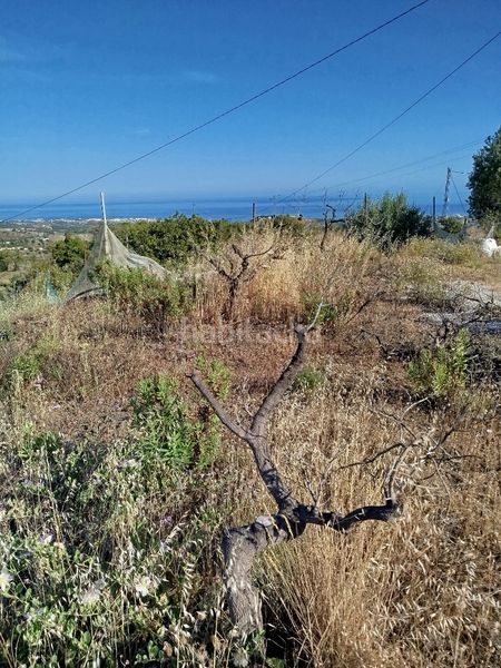 Foto 093670e1-3753-48e9-af49-96814e08e5a0. Finca rústica a Camino Viejo de Málaga Vélez - Málaga