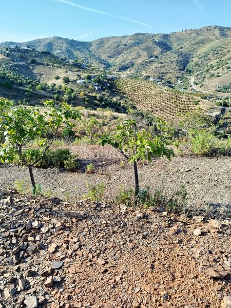 Foto 65676a85-7ba1-462c-9720-fa72e65051f2. Finca rústica a Camino Viejo de Málaga Vélez - Málaga