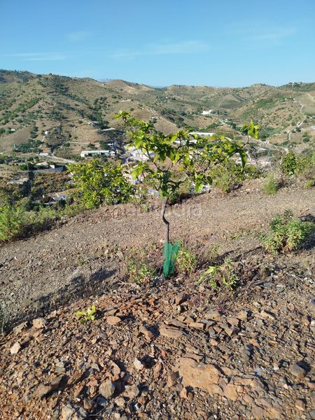 Foto 7bb133f7-fd98-4a74-9242-b2176f810206. Finca rústica a Camino Viejo de Málaga Vélez - Málaga