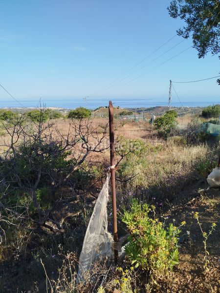 Foto 83f74849-52fc-40e9-be9d-9fe0871af611. Finca rústica a Camino Viejo de Málaga Vélez - Málaga