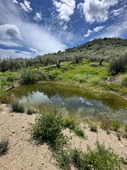 Finca rústica a Periana. Parcela rústica con plantación de olivos en el mondrón