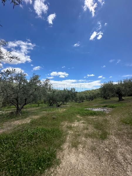 Foto 89879512-ae9f-4a94-9df5-f48241ccfd4f. Finca rústica a Periana