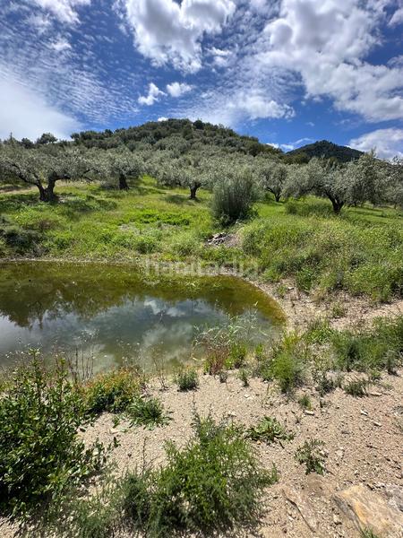 Foto e13240bd-51b1-4127-966e-1c2f6bb63f98. Finca rústica a Periana