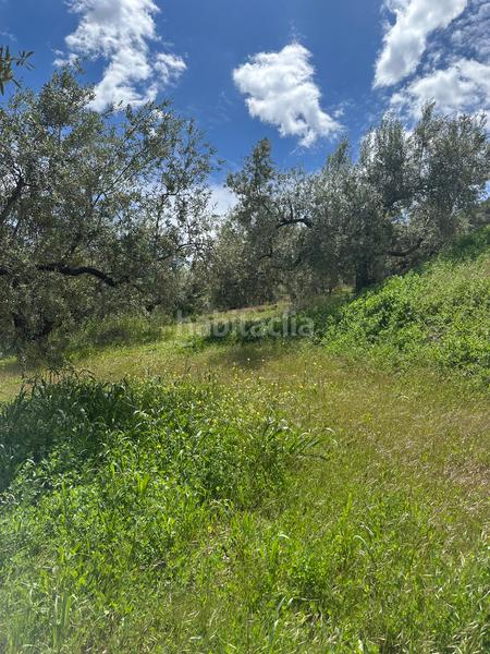 Foto eeb71f22-399c-4f55-9f88-3e8ad15adc35. Finca rústica a Periana