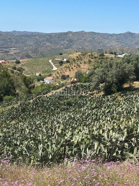 Foto 07f01f35-ed3d-4a6a-ac8a-af17b0fbe6d3. Finca rústica a Norte - Barrio del Pilar - El Reñidero Vélez - Málaga