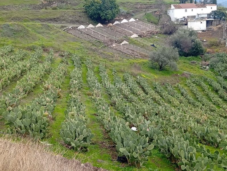 Foto 2aaffbb3-9a96-442c-b2c1-2141e9a9f371. Finca rústica a Norte - Barrio del Pilar - El Reñidero Vélez - Málaga