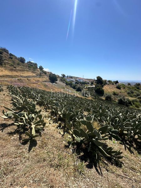 Foto 73ac5b7b-1d0f-41b6-853d-7c98e091f89b. Finca rústica a Norte - Barrio del Pilar - El Reñidero Vélez - Málaga