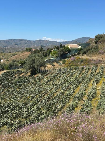 Foto 99289ccf-6706-4e44-a156-f8ca1475a70d. Finca rústica a Norte - Barrio del Pilar - El Reñidero Vélez - Málaga