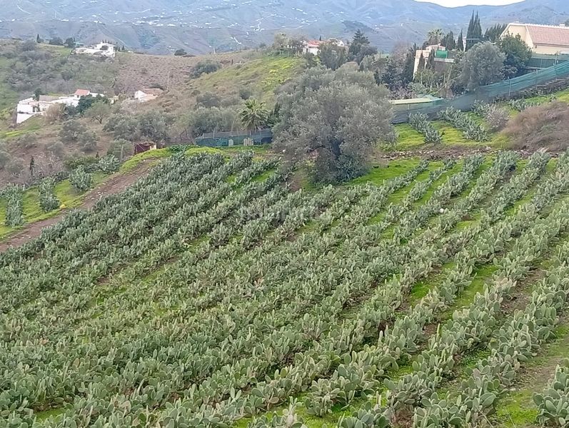 Foto c0205193-5dc4-4ce4-9ffc-0273ee336abb. Finca rústica a Norte - Barrio del Pilar - El Reñidero Vélez - Málaga