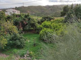 Rural plot in Benamargosa. Terreno con limoneros en benamargosa
