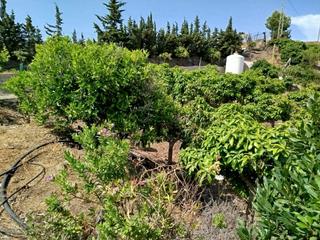 Propriété à Norte - Barrio del Pilar - El Reñidero. Terreno de 6.000 m2 con plantación de mangos