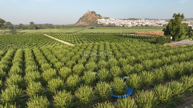 Foto 05d996df-497b-422a-acd2-ac573882dcca. Finca rústica a n/a a Almodóvar del Río