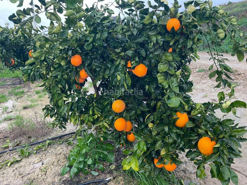 Foto 3c66fd74-9f3b-43d9-8da7-18477fc80860. Finca rústica a n/a a Almodóvar del Río