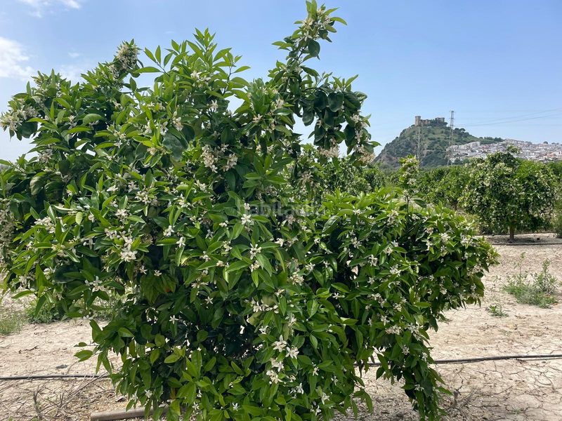 Foto 87779abb-5a99-435d-8e44-a06e45315001. Finca rústica a n/a a Almodóvar del Río