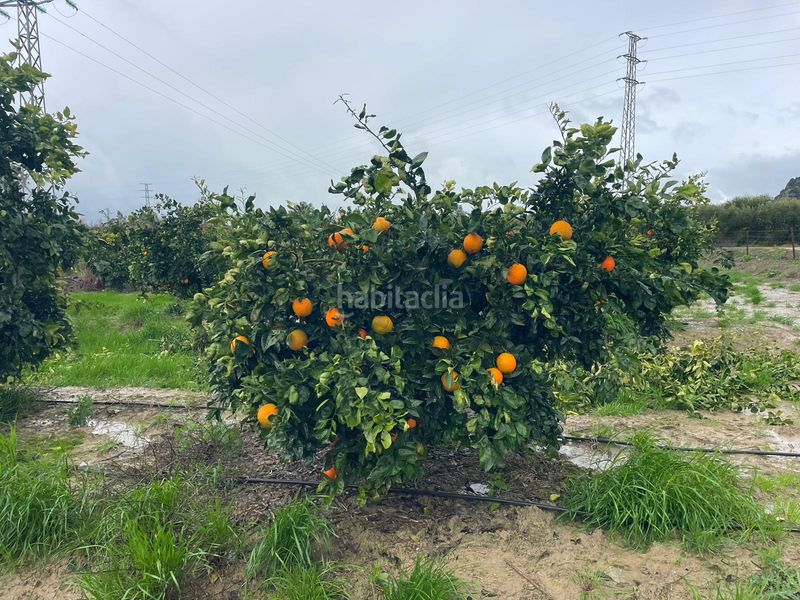 Foto a8fa0f6a-d4e6-47e2-9281-93566ee04838. Finca rústica a n/a a Almodóvar del Río