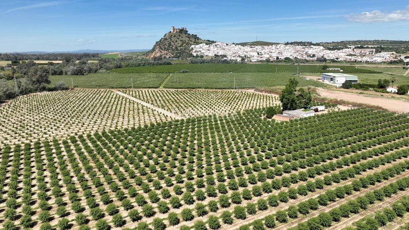 Foto 14efe38a-55de-487d-b143-9f52ce0b91de. Finca rústica en n/a en Almodóvar del Río