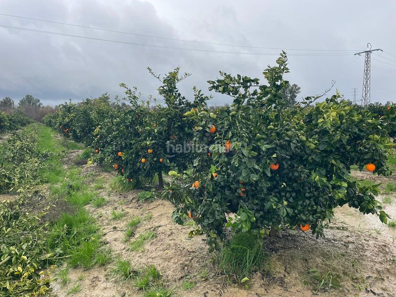 Foto e853b11a-fc72-478c-9e50-7978c0d8b070. Finca rústica en n/a en Almodóvar del Río