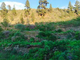 Finca rústica  Camino los lujanos. Terreno en la guancha