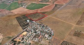 Finca rústica a La Paz. Olivar en producción con posibilidad de construir vivienda