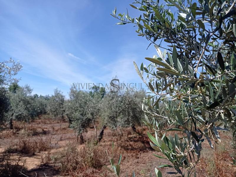 Foto 0c260d53-517a-4c22-bde0-2298ddb11f9c. Fondo rustico in La Paz Alcalá de Guadaira