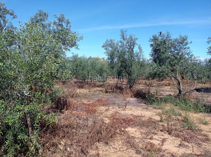 Foto 181dc5b9-4405-4ac7-8aec-51230202bb98. Fondo rustico in La Paz Alcalá de Guadaira