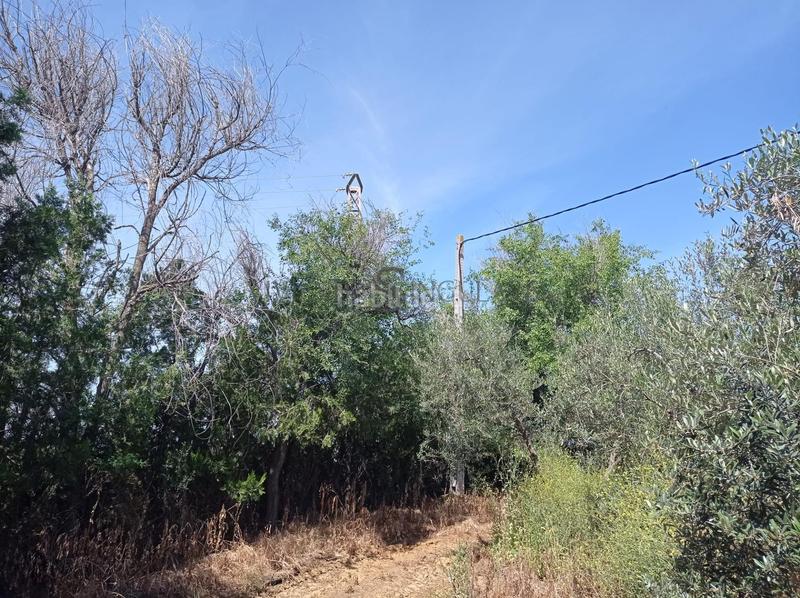 Foto 53d78062-ecf4-41ad-8219-1fda8e5649dc. Fondo rustico in La Paz Alcalá de Guadaira