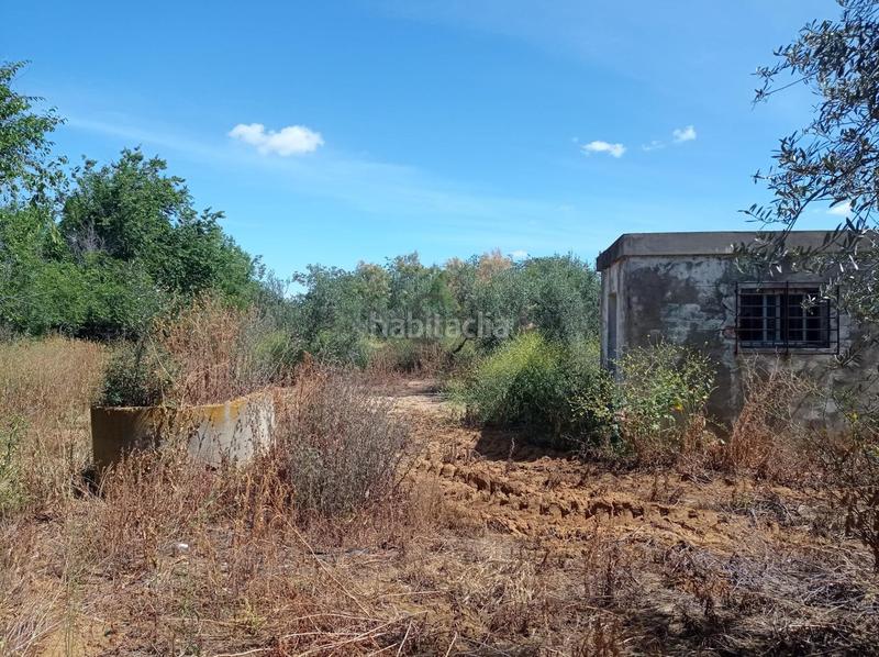 Foto 9f1396af-0a17-44f3-8c56-3fa5302c9991. Fondo rustico in La Paz Alcalá de Guadaira