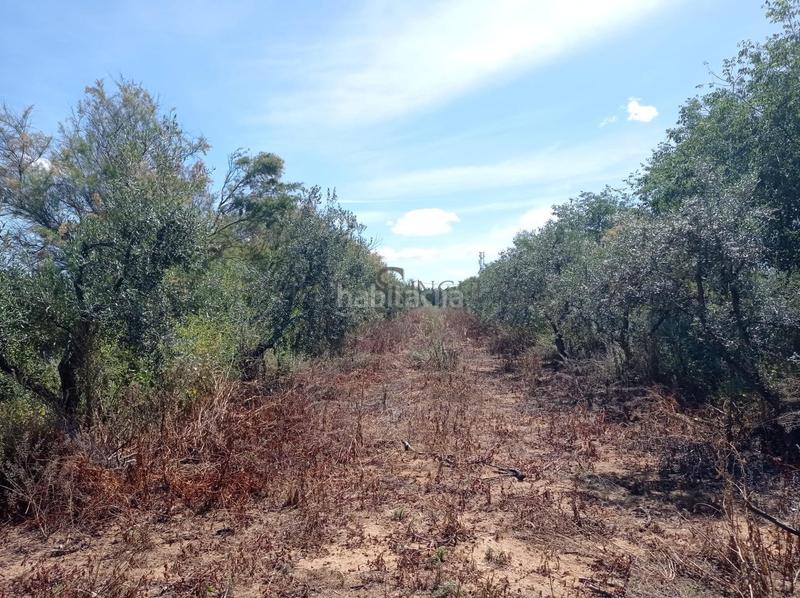 Foto cee0a873-d0f1-40c3-b439-341557cf6967. Fondo rustico in La Paz Alcalá de Guadaira