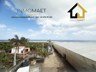Finca rústica a Silos (Los). Finca de plátanos en producción en venta 10000m2