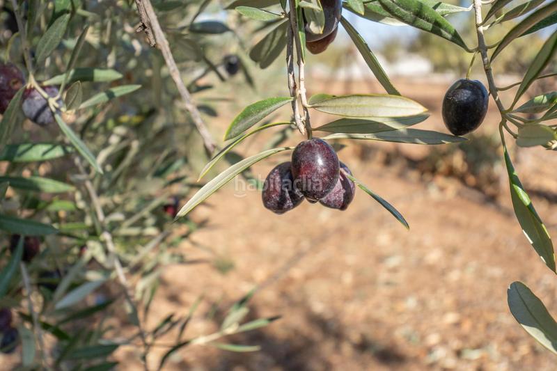 Foto dffa9e4b-0466-4213-8b64-1bf11c489f1f. Xalet amb aparcament a Moraleda de Zafayona