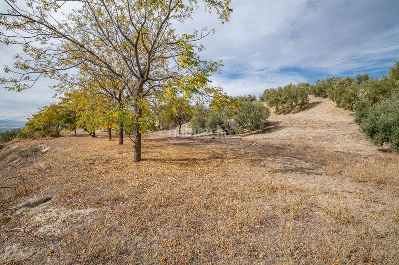 Foto 6761c736-cc1e-4f44-b0d6-7e4e6cddc31a. Xalet amb aparcament a Alfacar