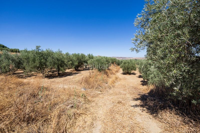 Foto 32a03856-3416-4312-b532-92590823d927. Finca rústica a Villa de Otura