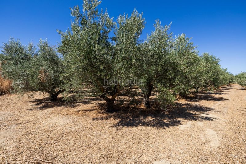 Foto af33e232-849a-492c-b3e6-97209b9d190b. Finca rústica a Villa de Otura