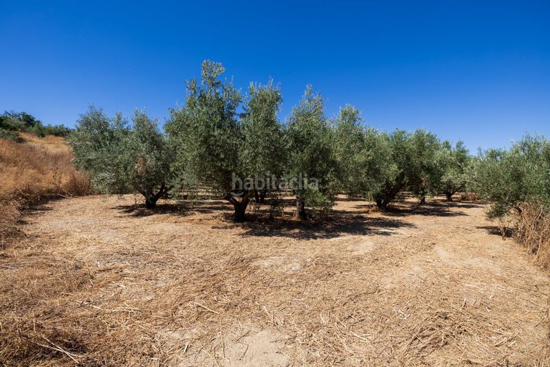 Foto d1699197-e716-4a27-895d-f353f2d8e18a. Finca rústica a Villa de Otura
