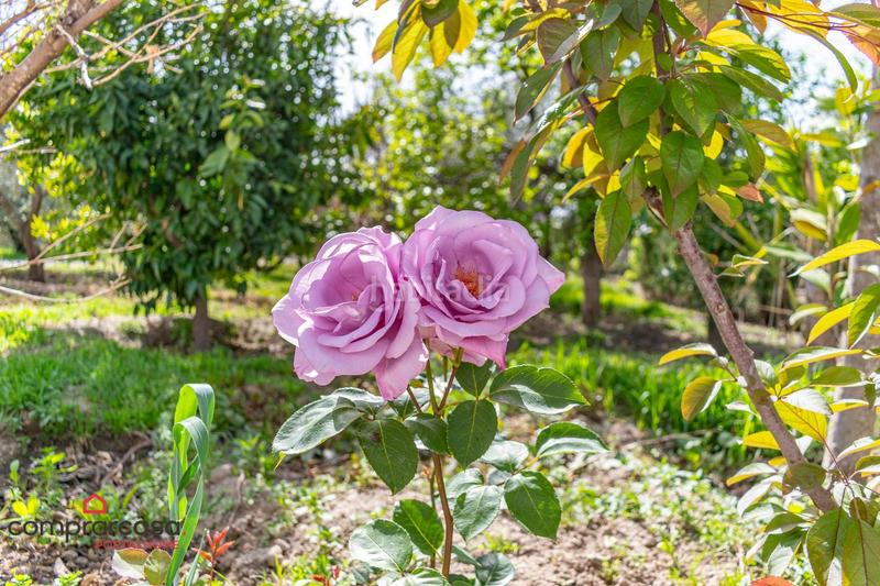 Foto 5dd6a77c-c408-4da6-84db-90813d74817c. Landgut in Centro - Sagrario Granada