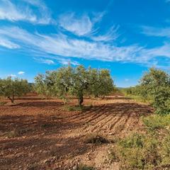 Finca rústica a N/a. Terreny en venda en partida baiona - valls