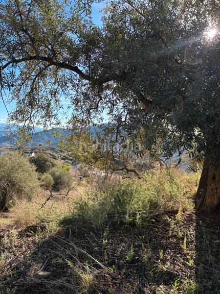 Foto 98efadb0-310d-4b13-bfd1-86fd3c336d90. Xalet a Colmenar