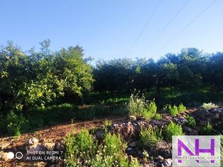 Wohngrundstück in Nules. Finca en nules angali