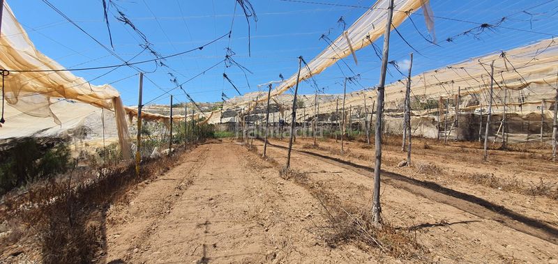 Foto da496ced-f6c3-46d8-b31b-9e7d75bffc36. Finca rústica a Playa de San Juan Guía de Isora