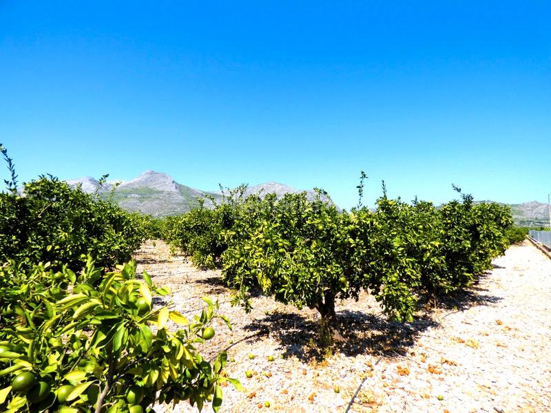 Foto 55298346-c067-4d05-9092-b21becd31c41. Finca rústica a n/a a Orba