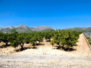 Finca rústica a N/a. Terreno en producción de aguacate