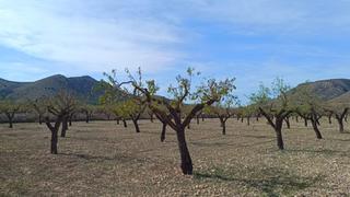 Residential Plot in Hondón de las Nieves. Oportunidad de inversión en parcela en hondon de las nieves