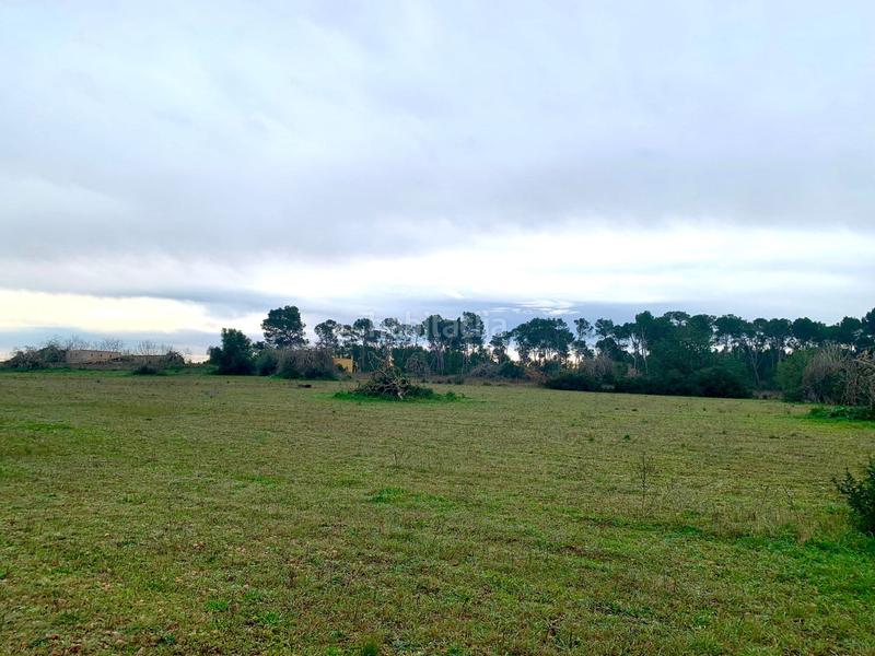 Foto 5f34bf04-6ebf-4ea0-a985-4046a11a51d4. Fondo rustico in Algaida