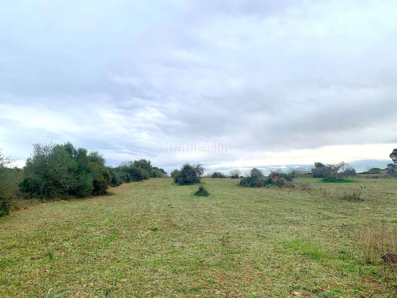 Foto 7c9f0e45-5196-4068-9919-55dbe7c7a510. Fondo rustico in Algaida