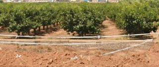 Finca rústica  Calle literato azorín. Subasta de nueve terrenos rústicos en alginet (valencia)