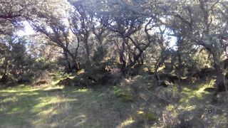 Finca rústica en Fresnedilla. Finca 7,5 ha . cerrada en piedra. encinas y enebros.