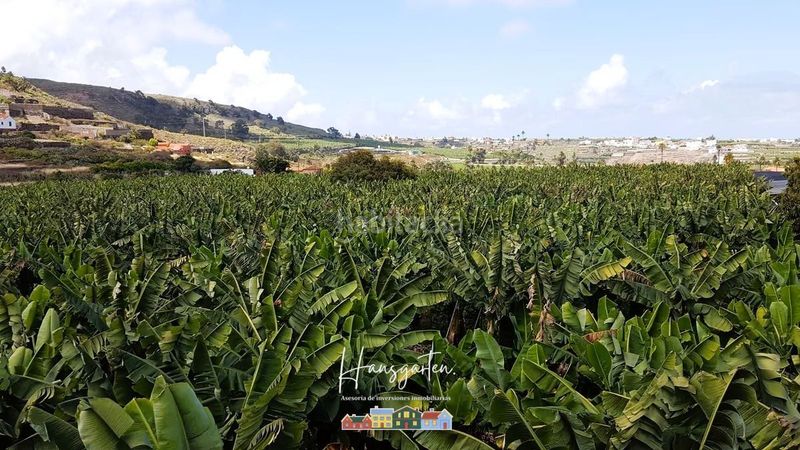 Foto c2f544cc-b864-4fdd-952b-f114a3fa81e1. Finca rústica a Arucas casco Arucas