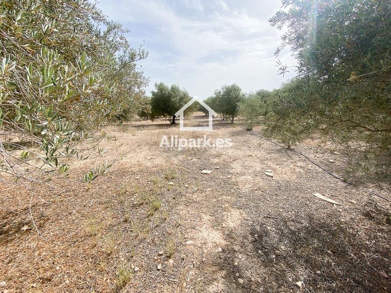 Foto 5d8d3be3-a36c-45c0-9712-c8f3b53fee6c. Chalet  con olivos en Novelda