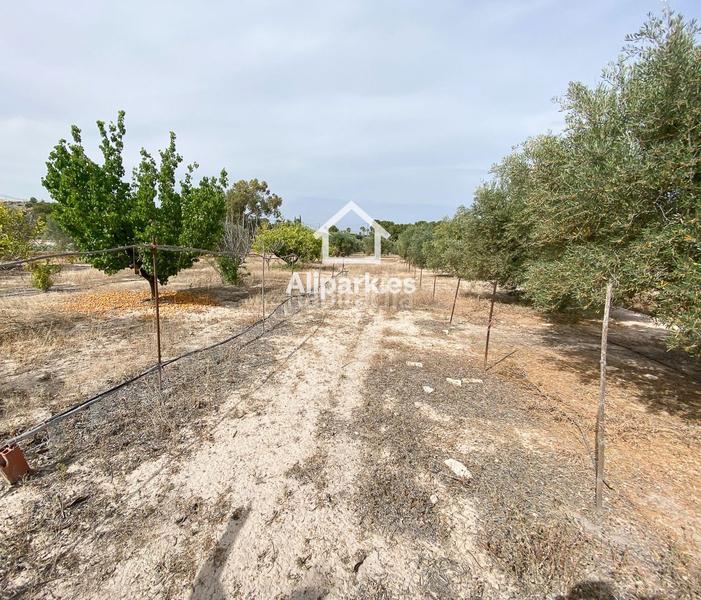 Foto 9619a556-c219-4656-8600-d26973782f65. Chalet  con olivos en Novelda